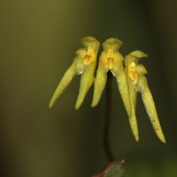 Bulbophyllum thwaitesii Rchb.f.